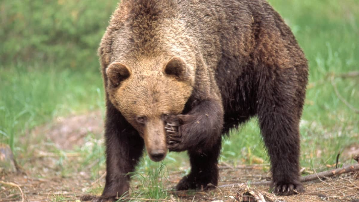 Karhu rapsuttelee silmäänsä metsänreunassa.