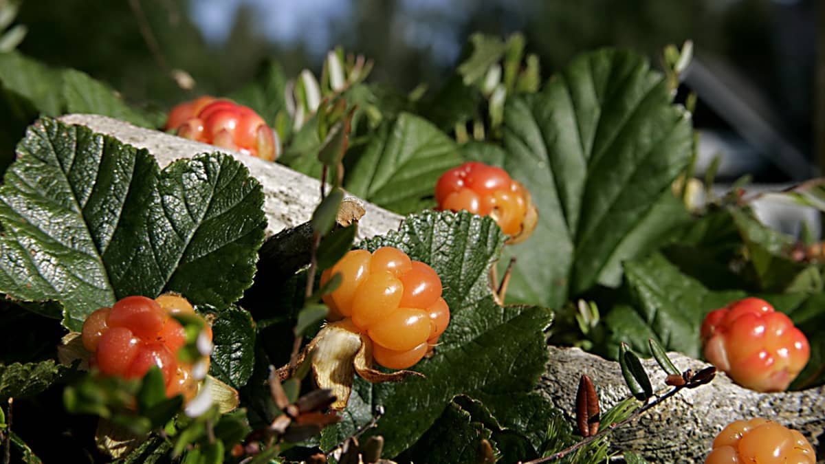 Puutarhalakka, Rubus Nyby.