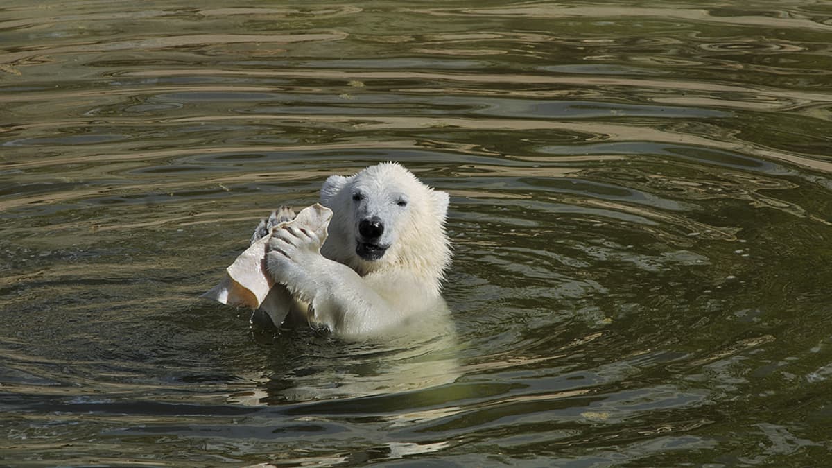 Jääkarhunpentu uimassa Ranuan eläinpuistossa.