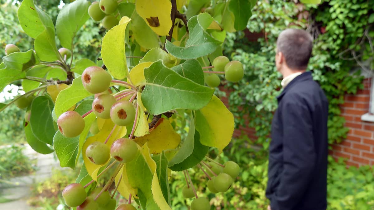 Marjaomenapuu Oulun yliopiston kasvitieteellisessä puutarhassa