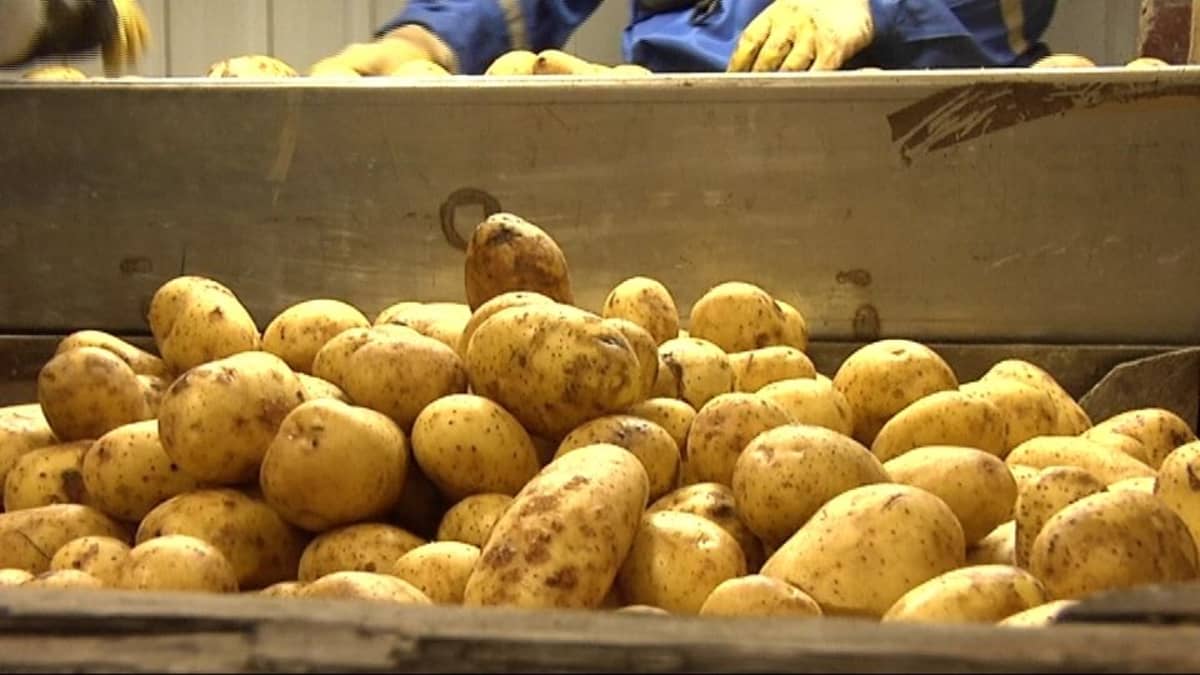 Ruokaperunaa perunavarastossa.