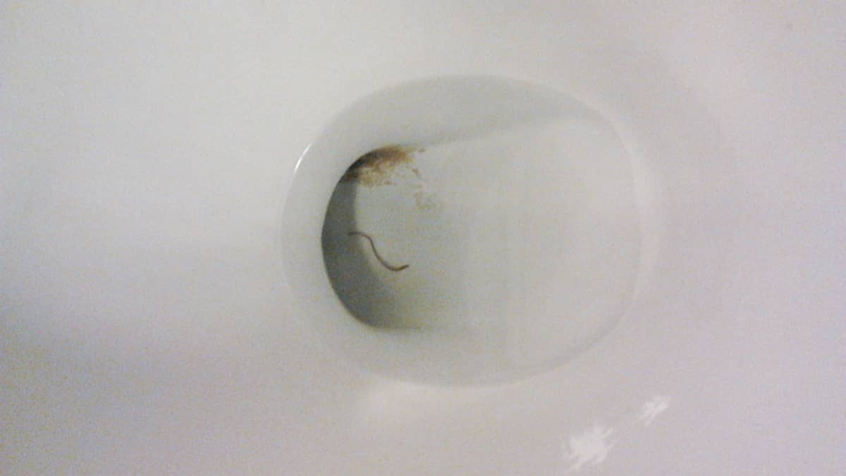 Mato wc-pöntössä.