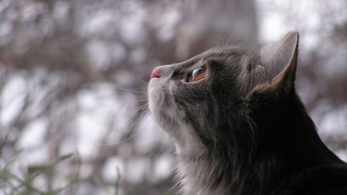 Kissa katsoo yläviistoon taivasta kohti.