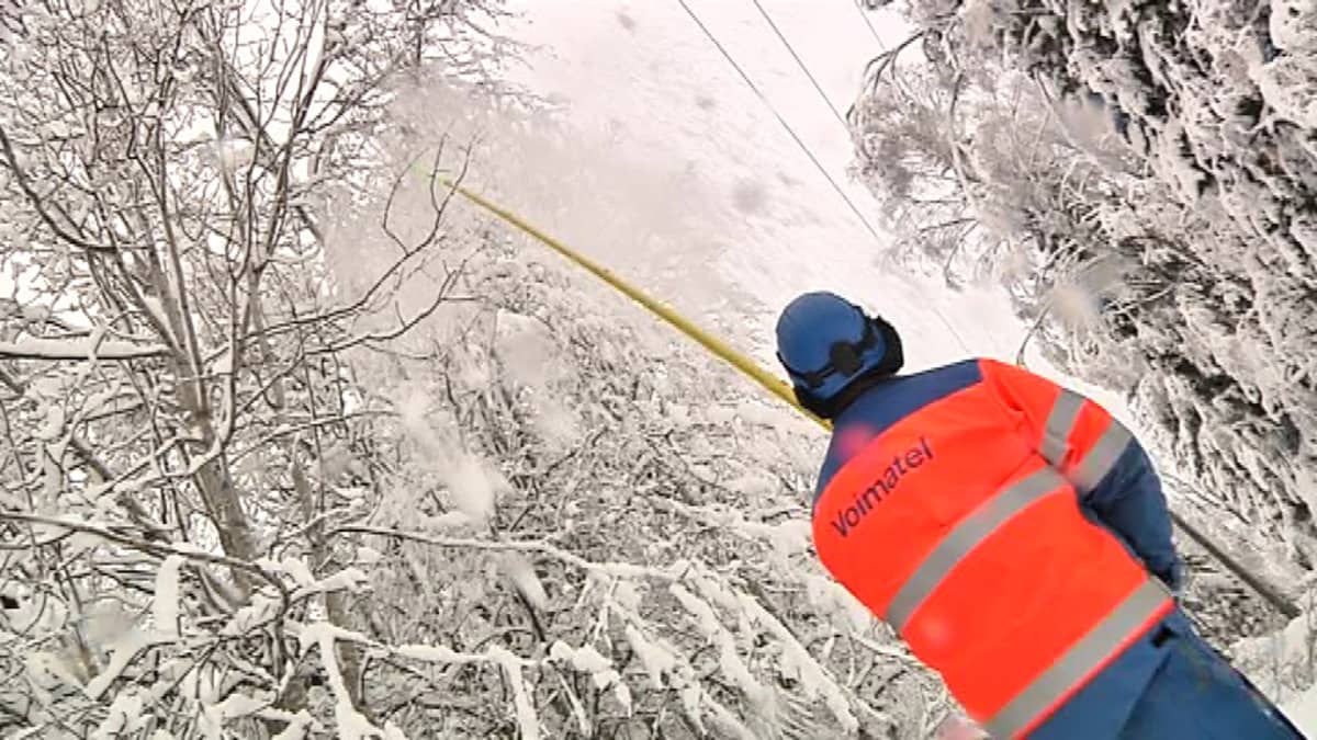Jakeluverkkoasentaja pudottaa lunta sähkölinjoille taipuneista puista.