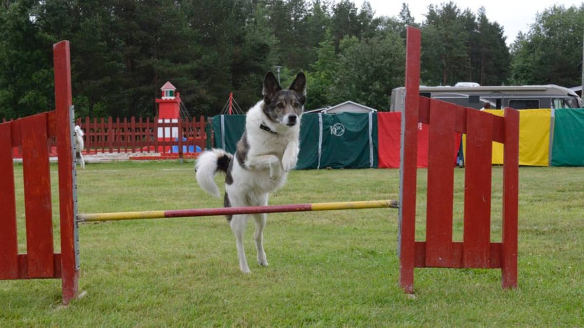 Kuvassa koira hyppää esteen yli