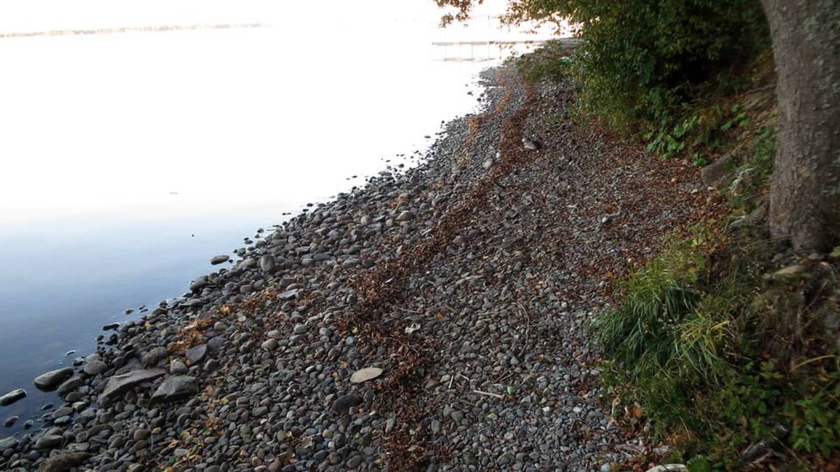 Kivikkoinen Pyhäjärven ranta, kun vesi järvessä on laskenut