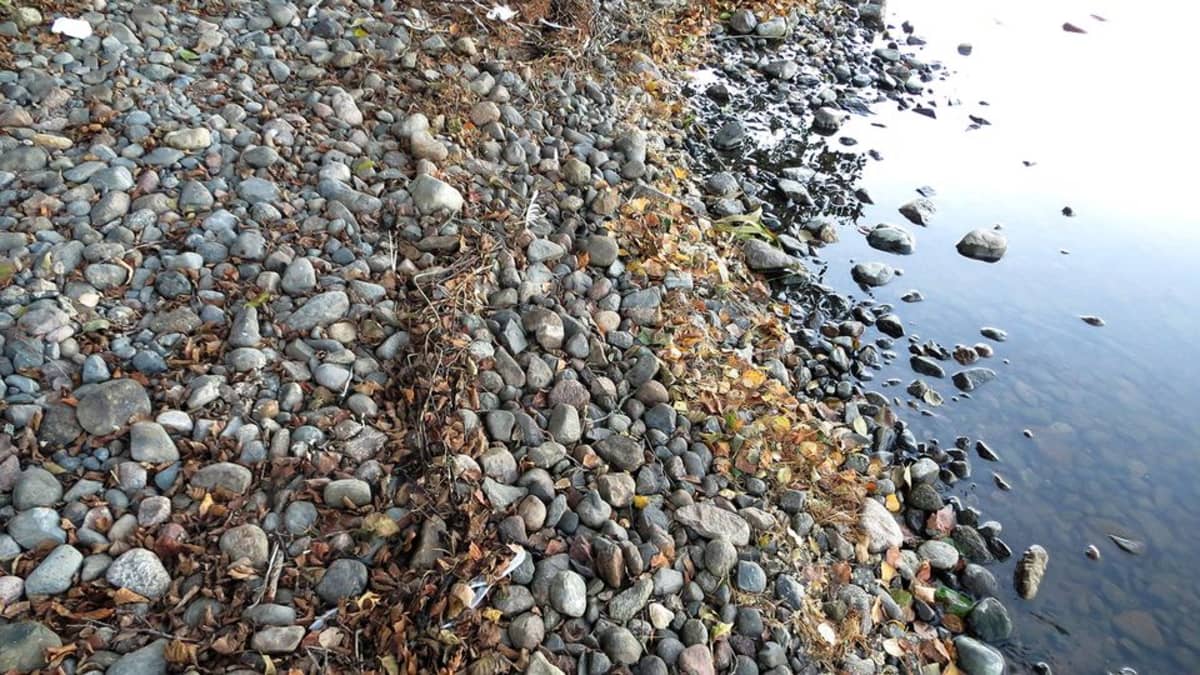 Kivikkoinen Pyhäjärven ranta, kun vesi järvessä on laskenut