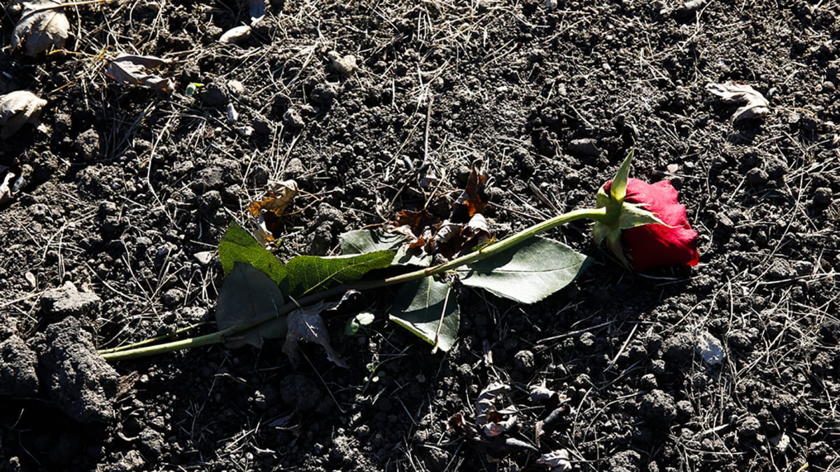 Punainen ruusu haudalla.