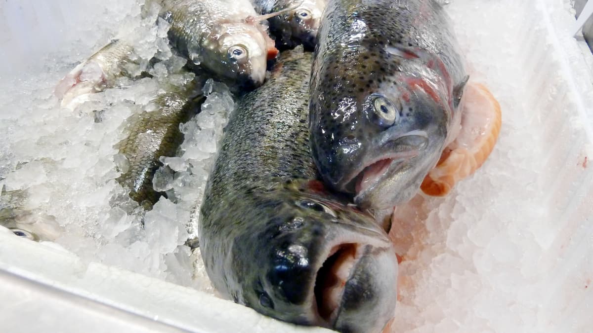 Kaloja Lappeenrannan kauppahallin kalatiskillä.