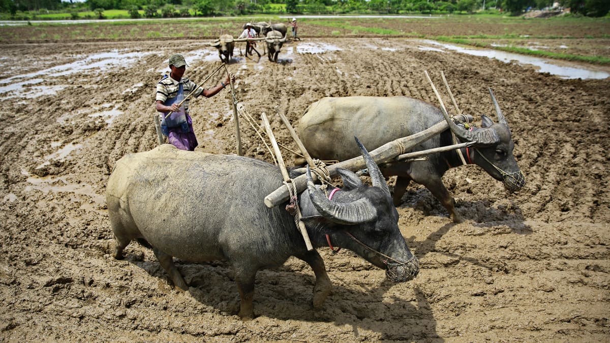 Riisinviljelyä Myanmarissa.