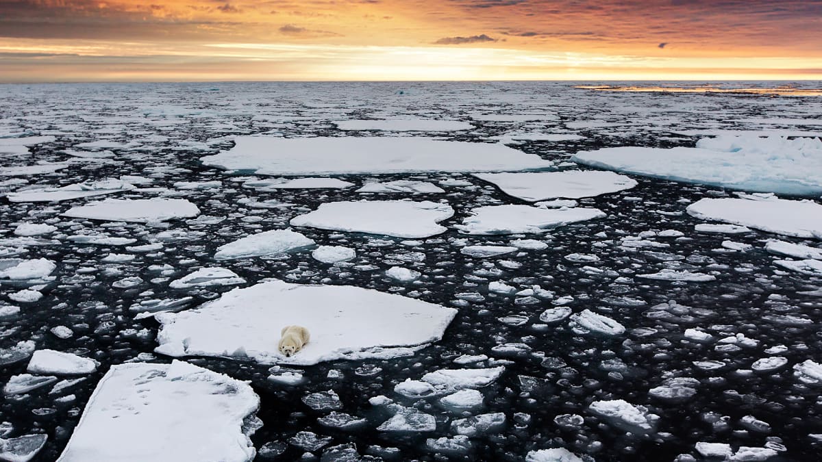 Jääkarhu jäätiköllä Huippuvuorilla Norjassa.
