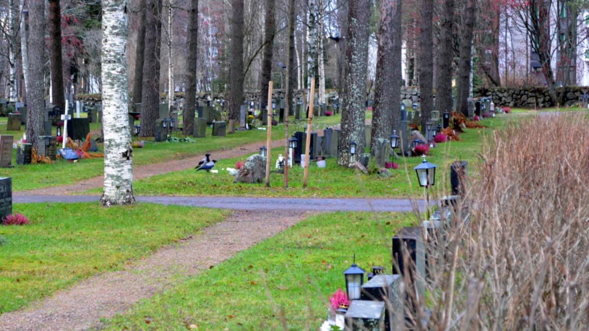 Varikset nokkivat hautakynttilöitä Intiön hautausmaalla Oulussa.