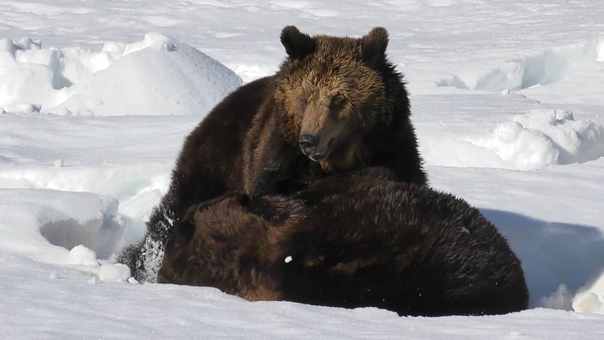 Karhut painivat Kuusamon suurpetokeskuksessa.