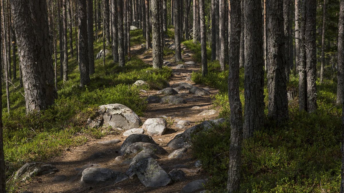 Бег по лесным тропам и сбор грибов и ягод это привилегия