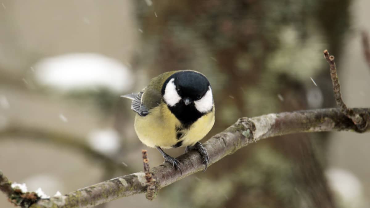 Ilmastonmuutos ajaa monet linnut pakoon, mutta toiset se saa peräänsä –  testaa, kuinka hyvin tunnet Suomessa talvehtivat lajit