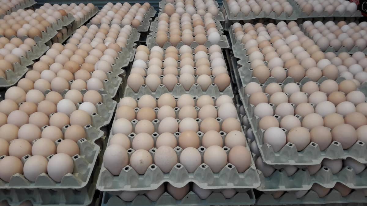 Kananmuna päivässä parantaa lapsen kasvua – ainakin köyhissä maissa | Yle  Uutiset