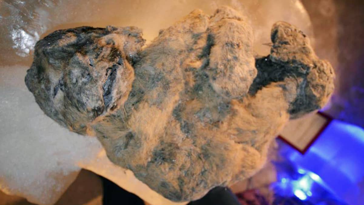 Siperiasta löytynyt luolaleijonan muumio.