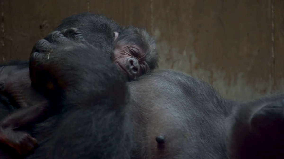 Amerikkalainen jalka pallo homo porno