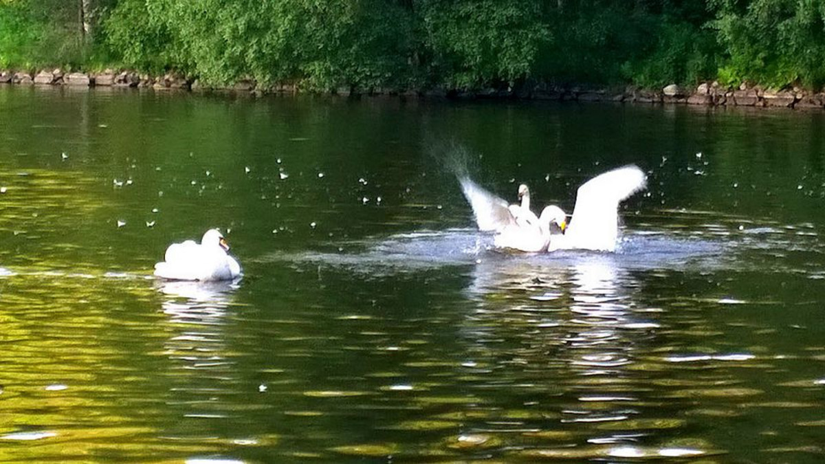 sotkuinen tyttö suihin