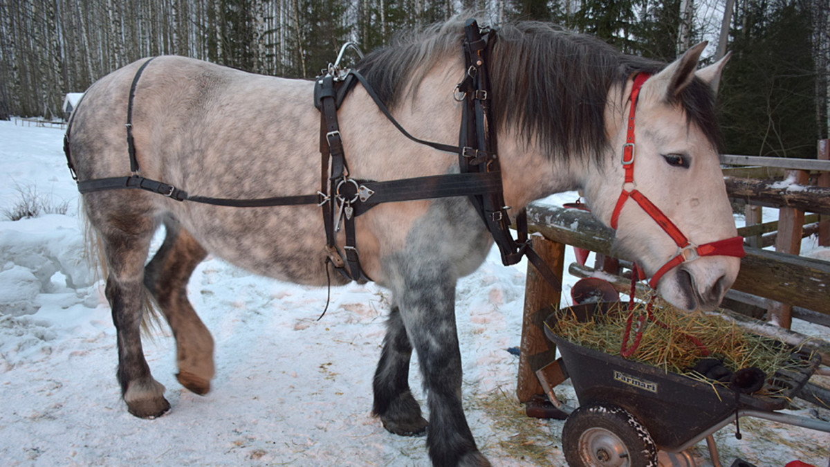 Kolmen Suomenhevosen Kokoinen Ulla On Reilusti Yli 1 000 Kiloa Jäätävää ...