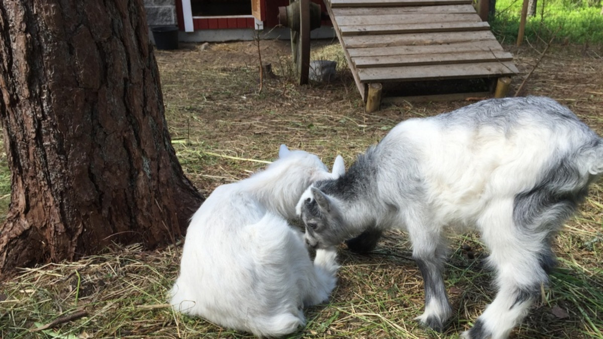 Seksikkäin musta porno tähdet