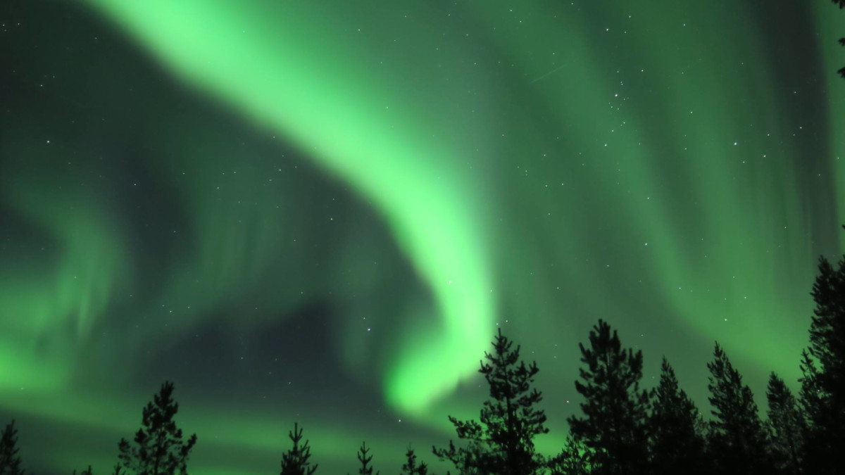 Revontulet puiden yläpuolella.