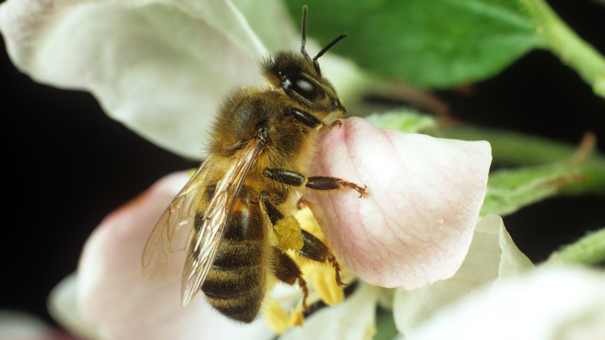 seksikäs tiukka Butt