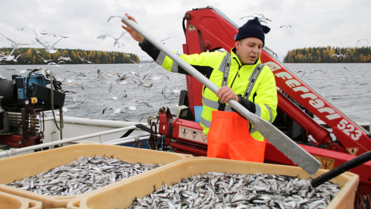 saimaa kalastus muikku troolaus lappeenranta