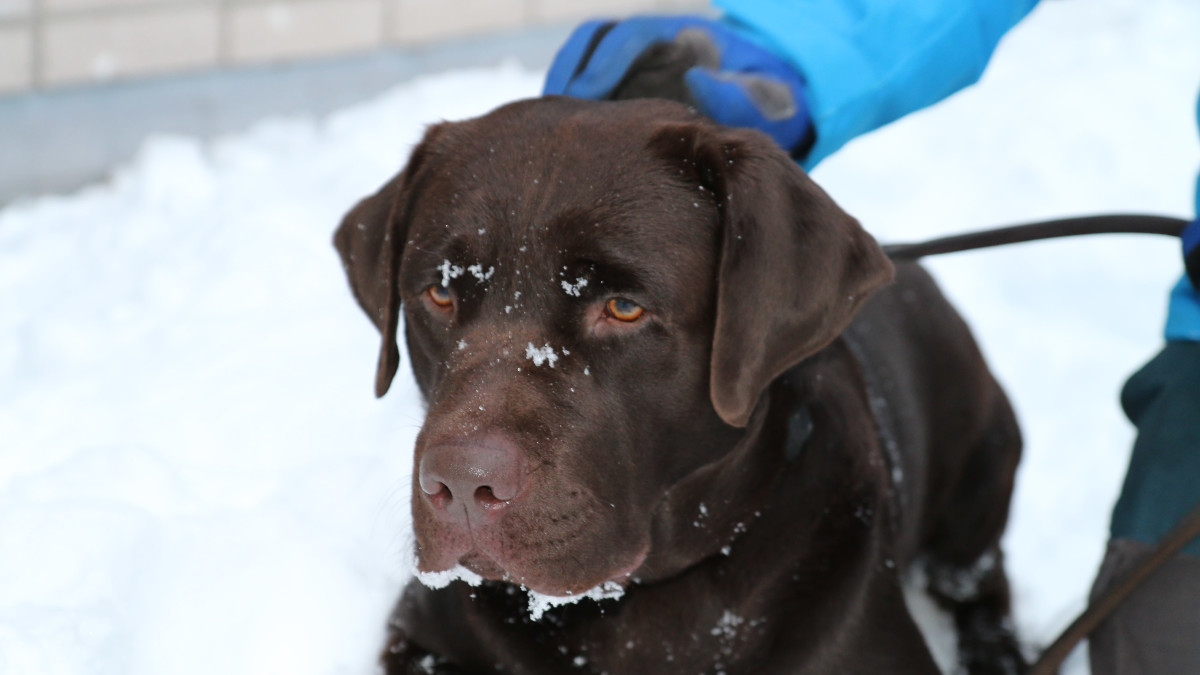 labradorinnoutaja Elmo muutti Vantaalta Itä-Lapin Sallaan