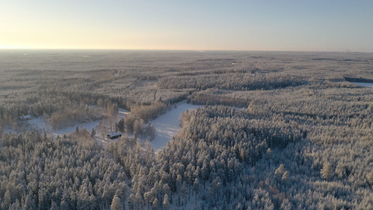 Drooni kuvaa Sanginjoen metsästä