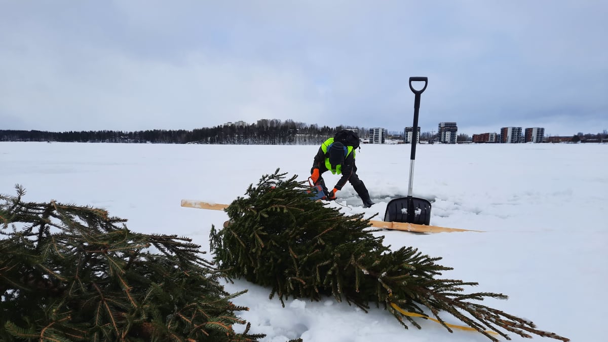 Talkoolainen sahaamassa avantoa joulukuusten upottamista varten Sunisenselällä Saimaalla