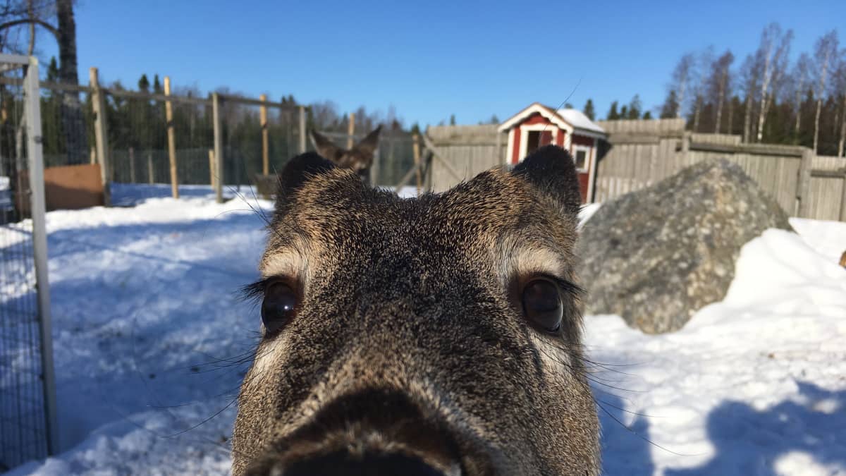 Valkohäntäpeura