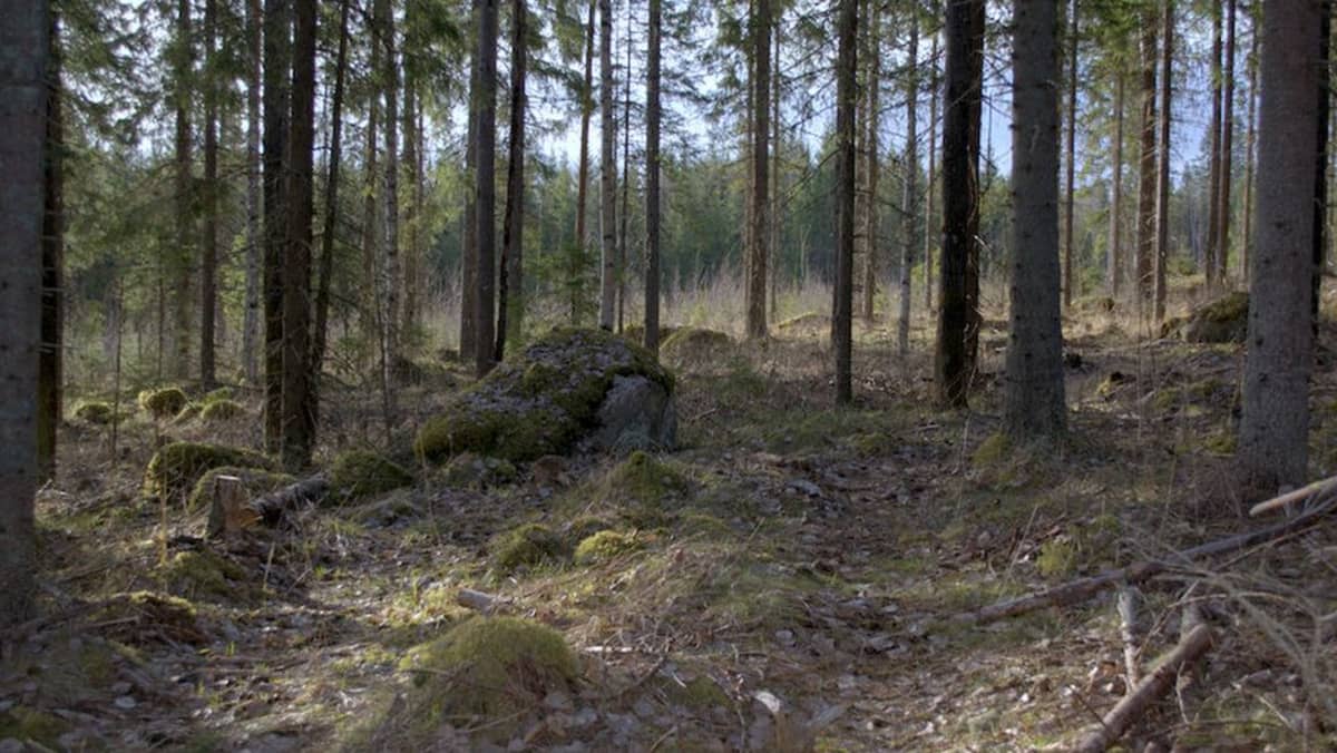 Metsä on taas houkutteleva sijoituskohde – 