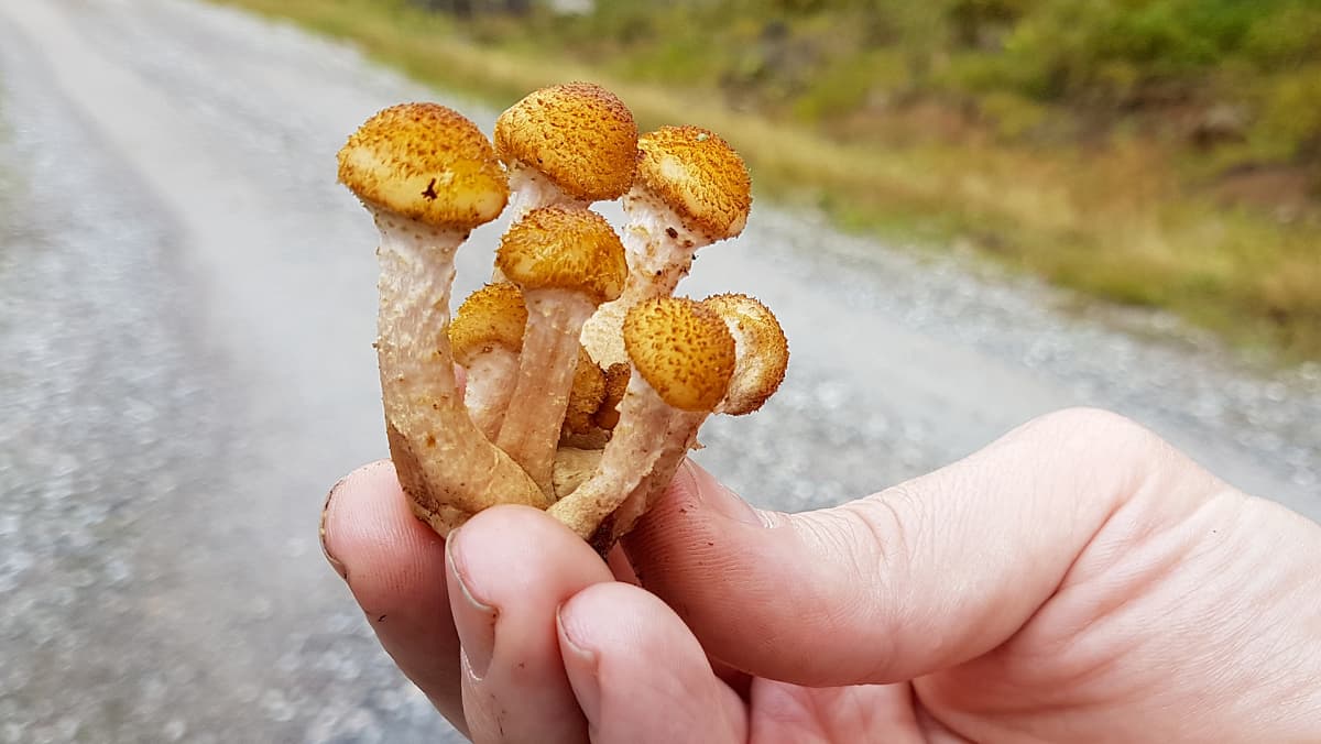 Suomalaiset ja venäläiset keräävät sienimetsästä aivan eri sieniä –  