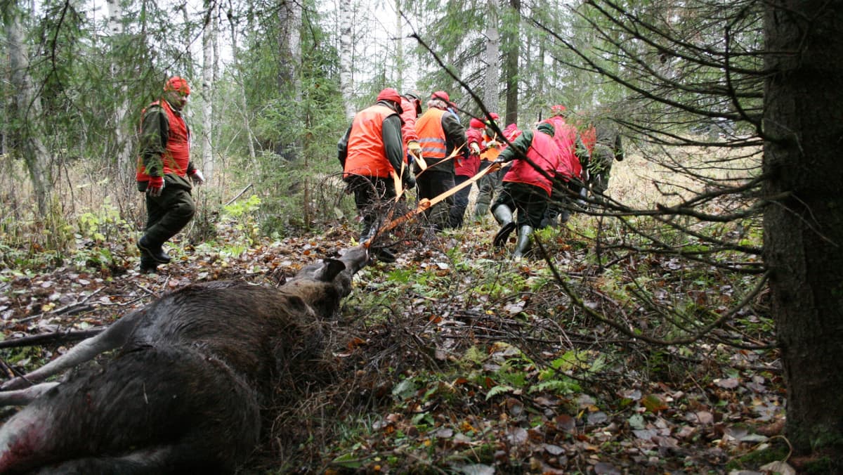 Kaatunutta hirveä kuljetetaan metsässä.