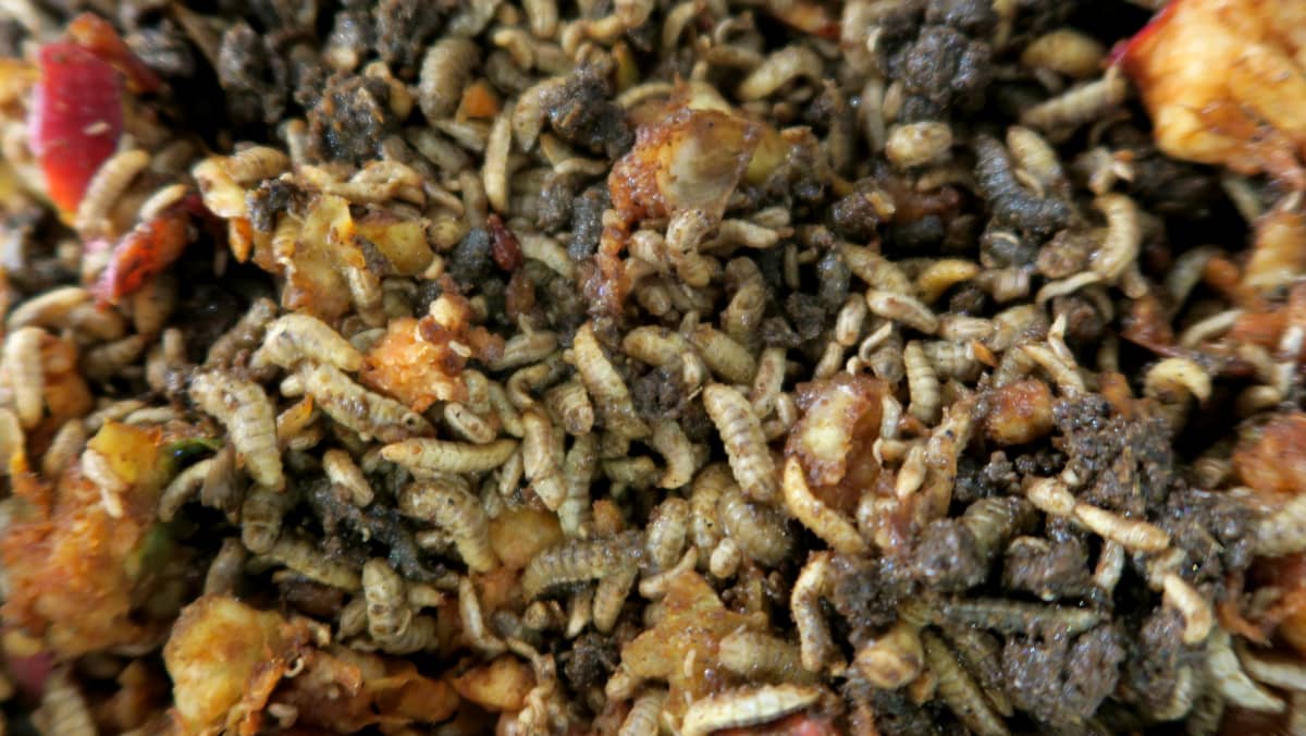 Jauhomato syö muovia ja kärpäsentoukka ahmii lääkeaineita – suomalaisessa  hyönteislaboratoriossa etsitään vastauksia polttaviin ympäristökysymyksiin