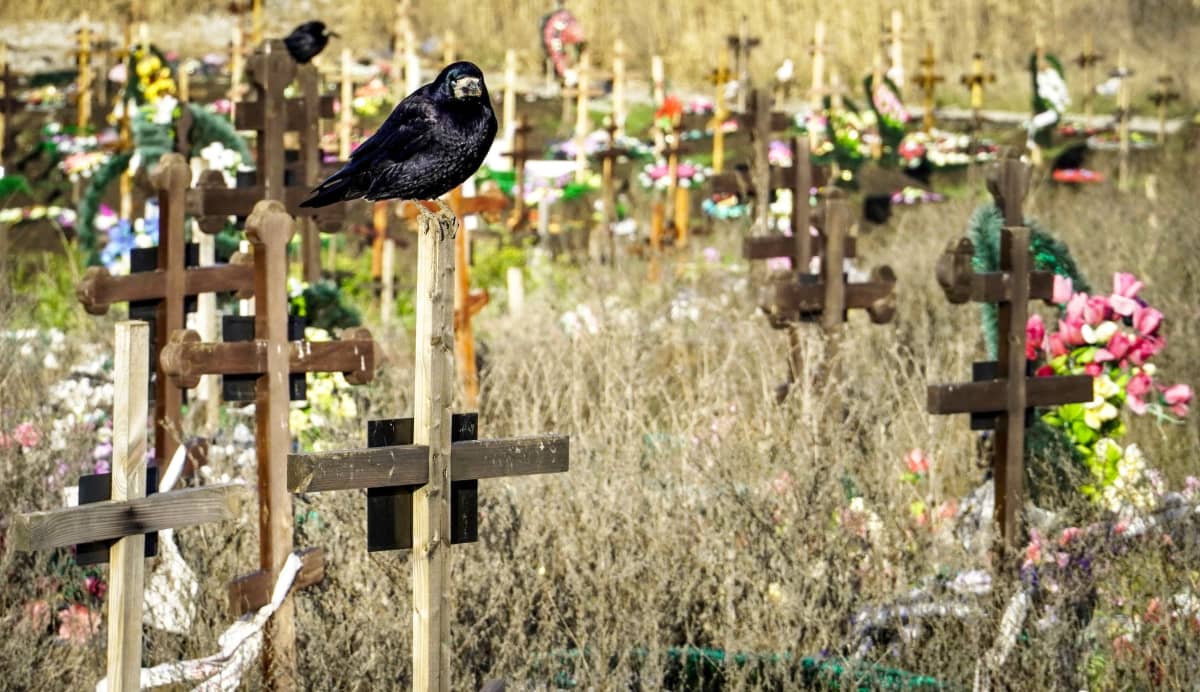 Lintu seisoo hautausmaalla puisen ristin päällä.