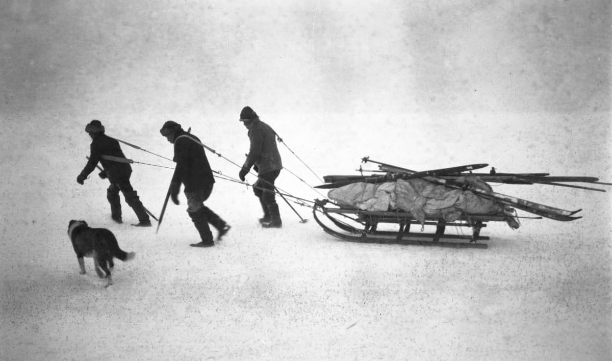 Hylkeenpyytäjät koirineen etenevät jäällä, kuva vuodelta 1924. 