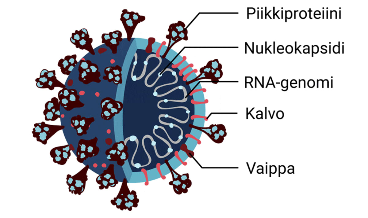 Piirros viruksesta poikkileikkauksesta, johon on merkitty piikkiproteiini,, kalvo, vaippa, nukleokapsidi ja RNA-genomi