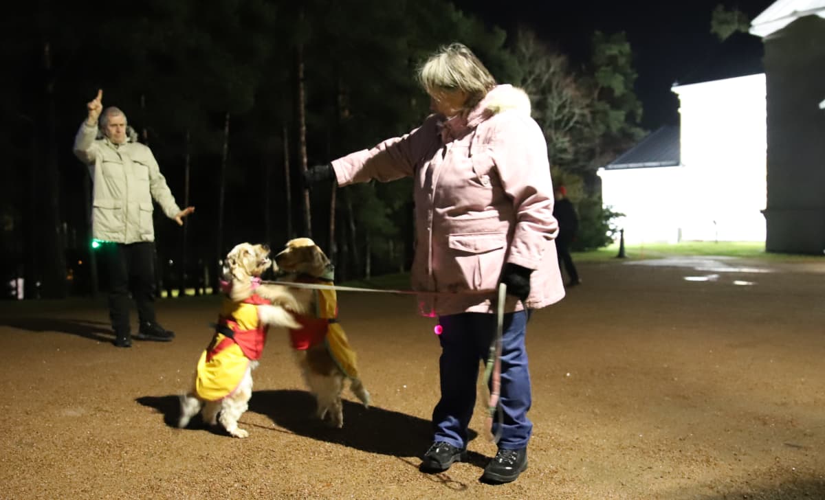 Tiina Piiparin cokcerspanielit esittävt sisarustanssin