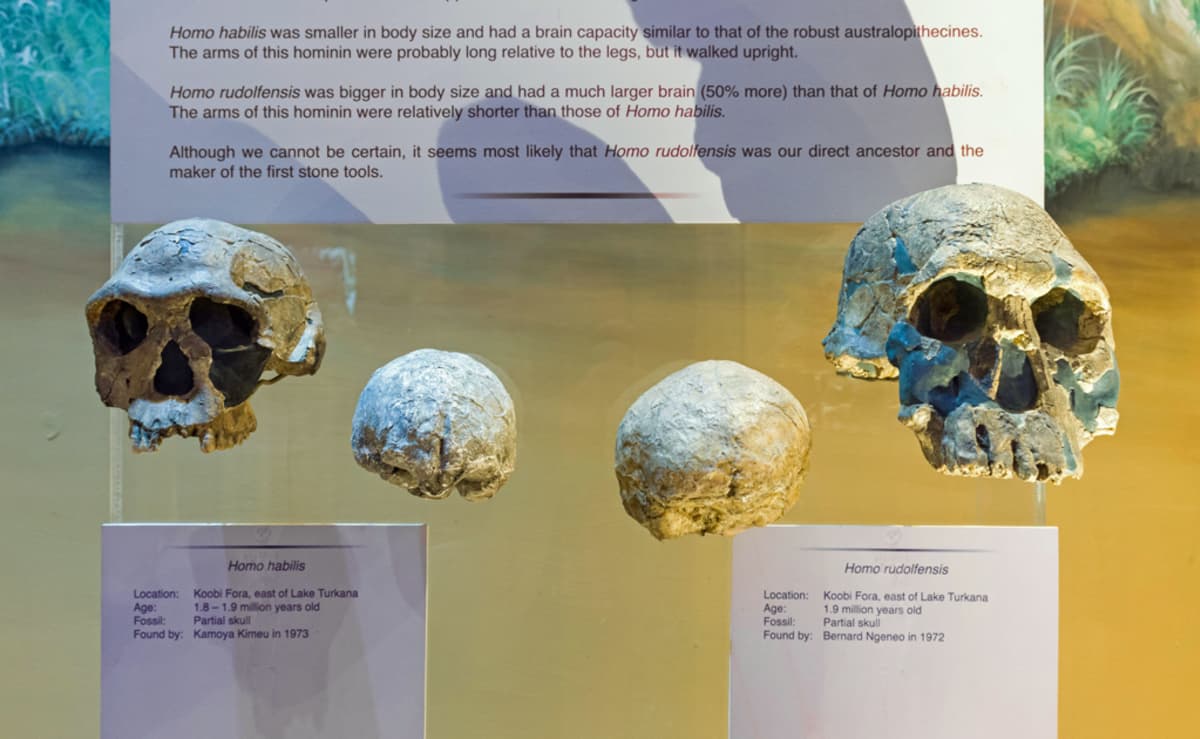 Neljä osittaista kalloa ja Homo habilis ja Homo rudelfensis -lajien englanninkieliset esittelytekstit vitriinissä. 