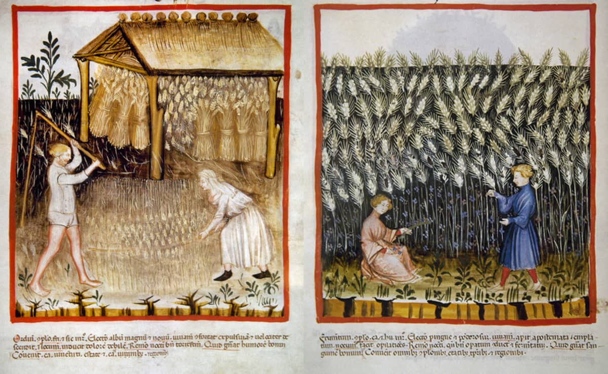 Piirroskuvassa mies ja nainen puivat kauraa varstoilla, takana on lyhteitä katoksen alla. Toisessa kuvassa kaksi ihmistä poimii durumvehnäntähkiä pellosta.