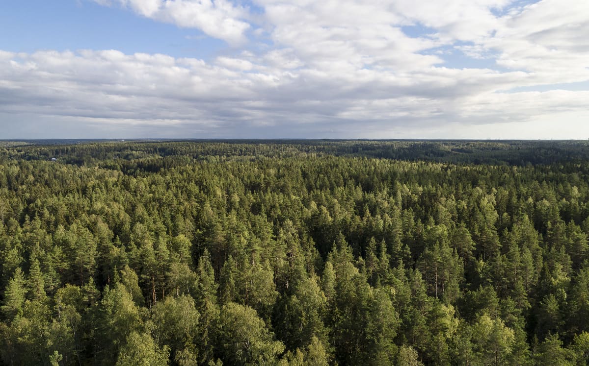 Korona riehaannutti samoilemaan – Keski-Suomen kansallispuistoihin  kävijäryntäys | Yle Uutiset