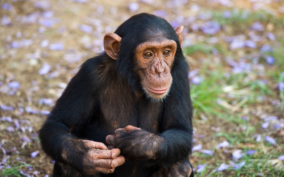 nuori simpanssi