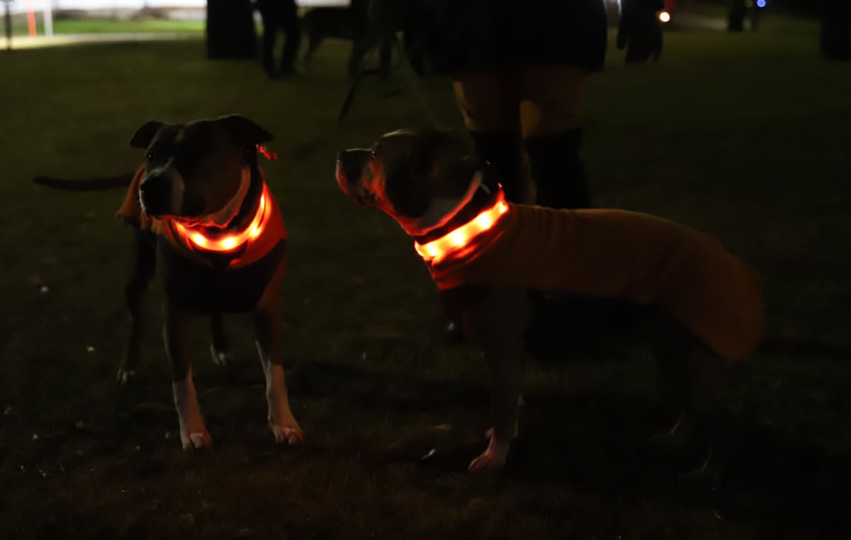 Koirien valopannat hehkuvat pimeässä illassa