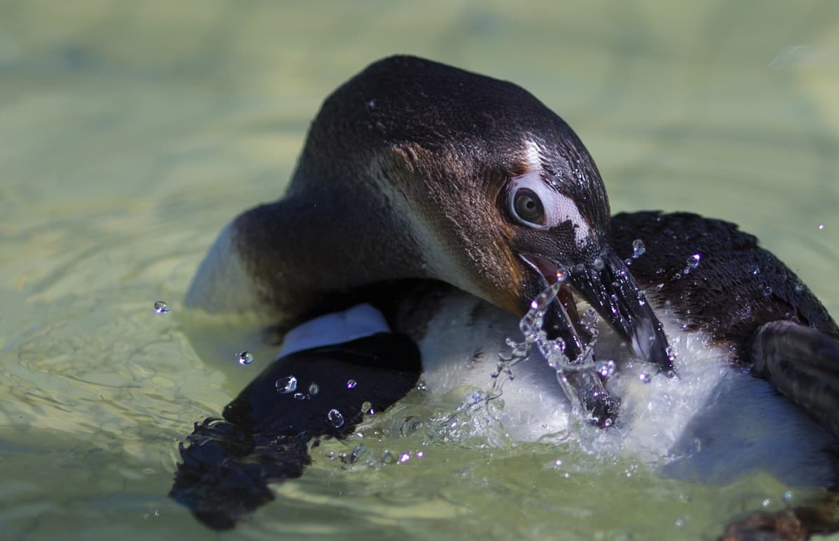 Liikakalastus ja ilmastonmuutos uhkaavat afrikanpingviinejä. 
