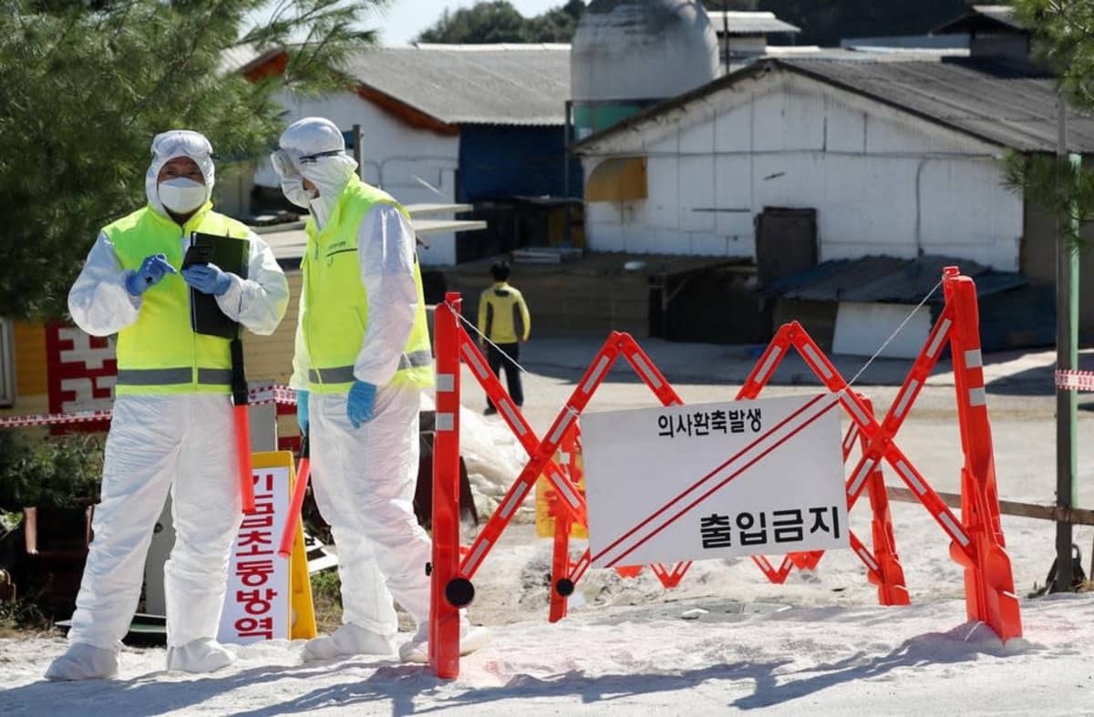 Viranomaiset valvoivat syyskuussa 2019 karanteeniin asetettua sikatilaa  Gimpossa, Etelä-Koreassa.