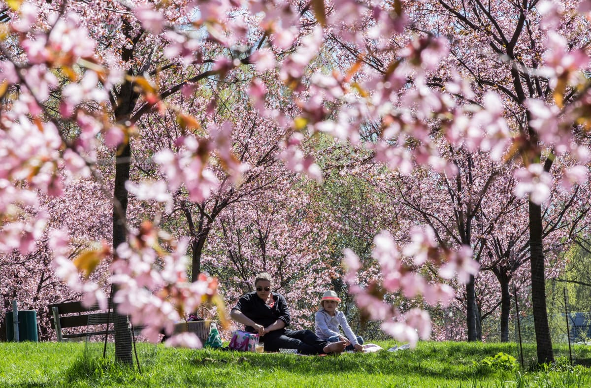 Roihuvuoren kirsikkapuisto.