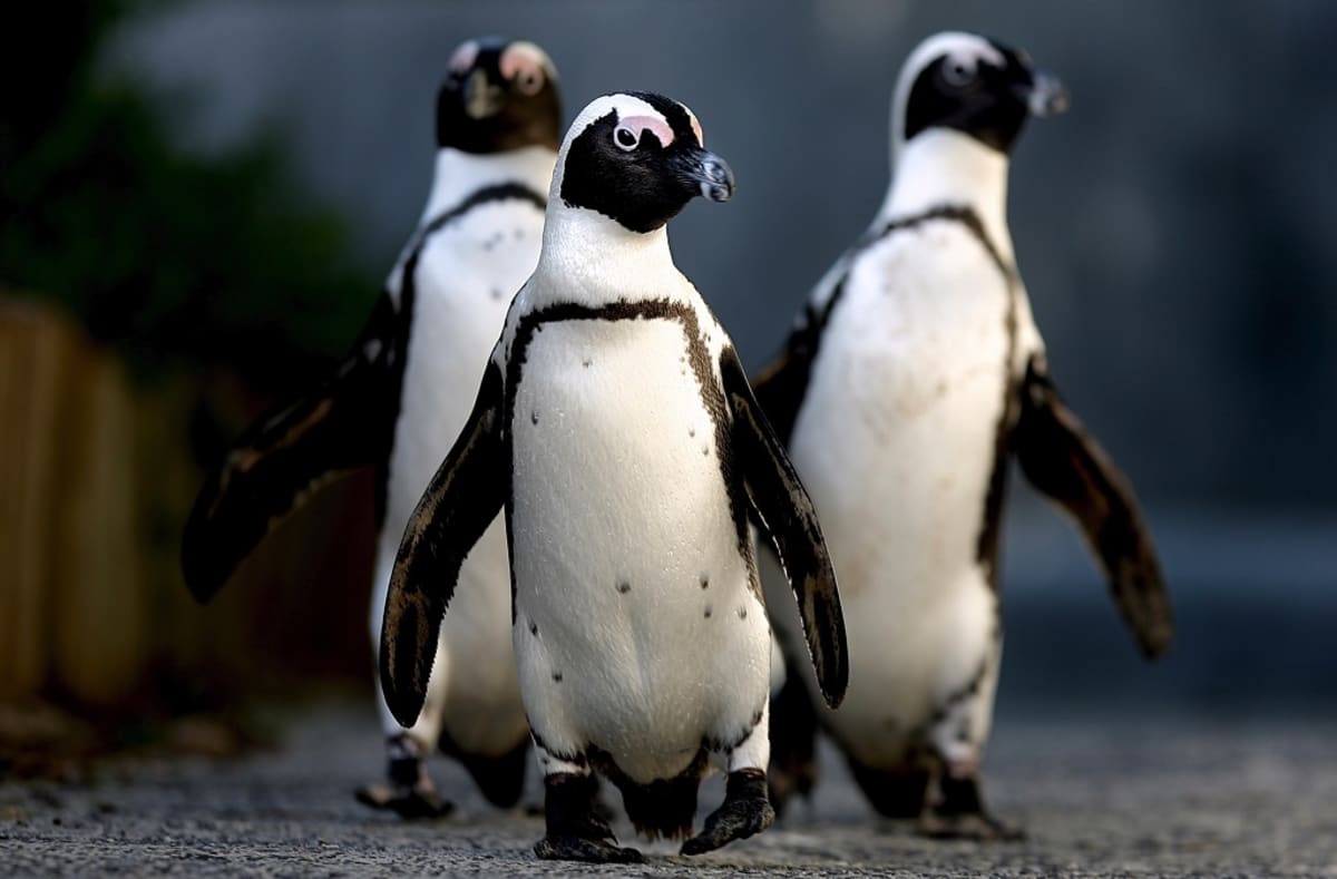 Kolme afrikanpingviiniä tallustelee kohti kameraa.