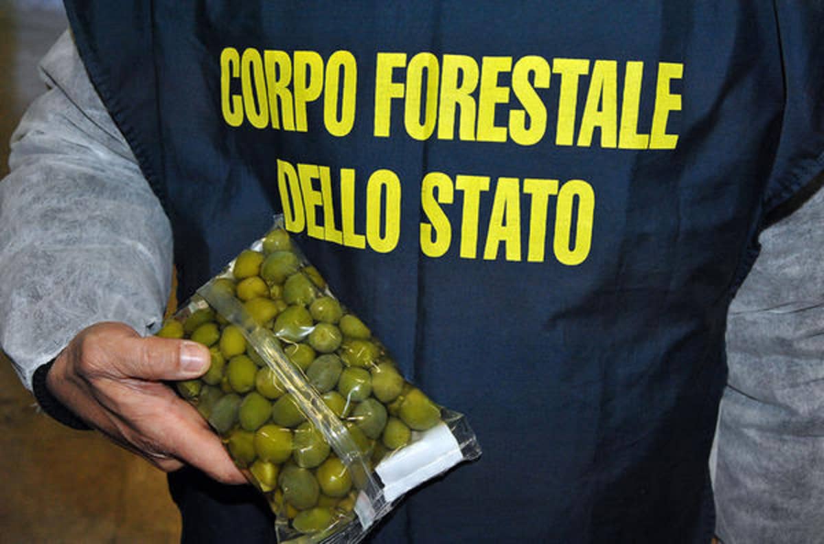Italian poliisin takavarikoimia värjättyjä oliiveja.